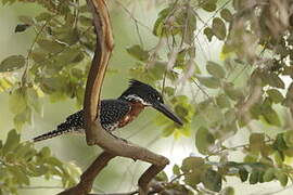 Giant Kingfisher