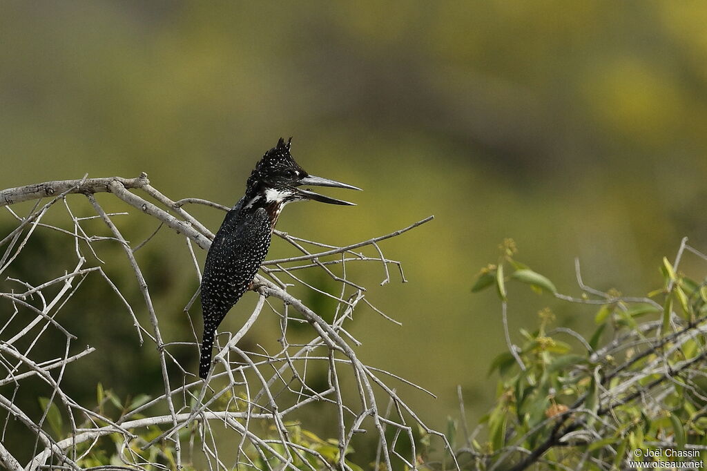 Giant Kingfisher