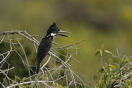 Giant Kingfisher