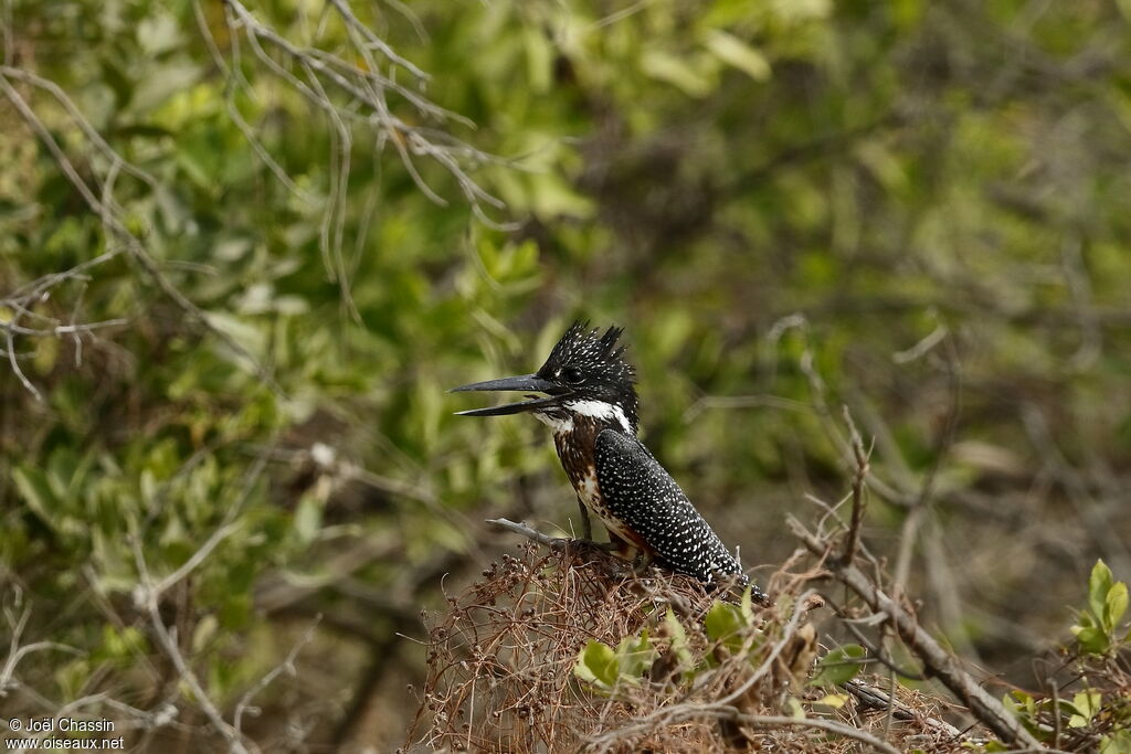 Martin-pêcheur géant, identification