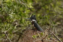 Giant Kingfisher