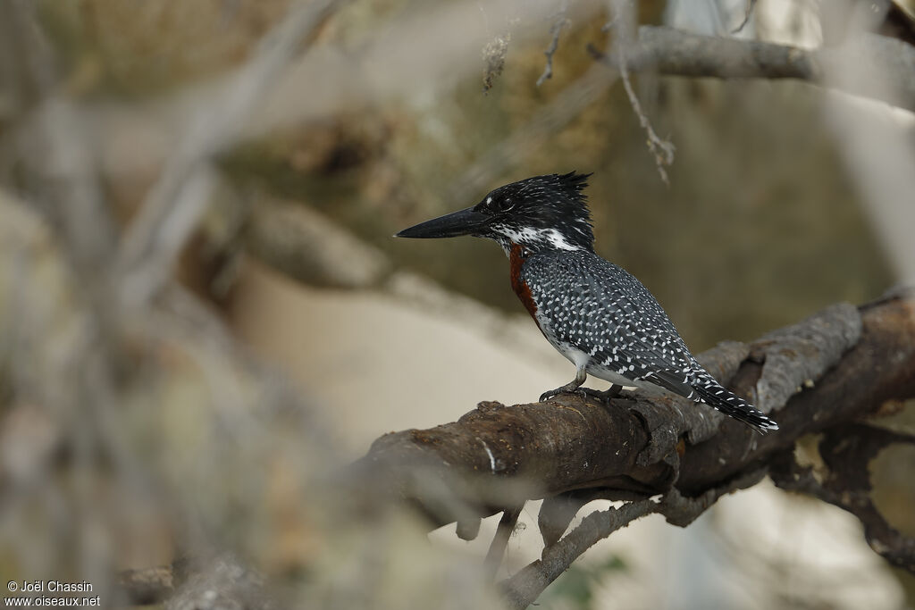 Giant Kingfisher, identification