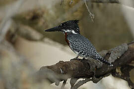 Giant Kingfisher