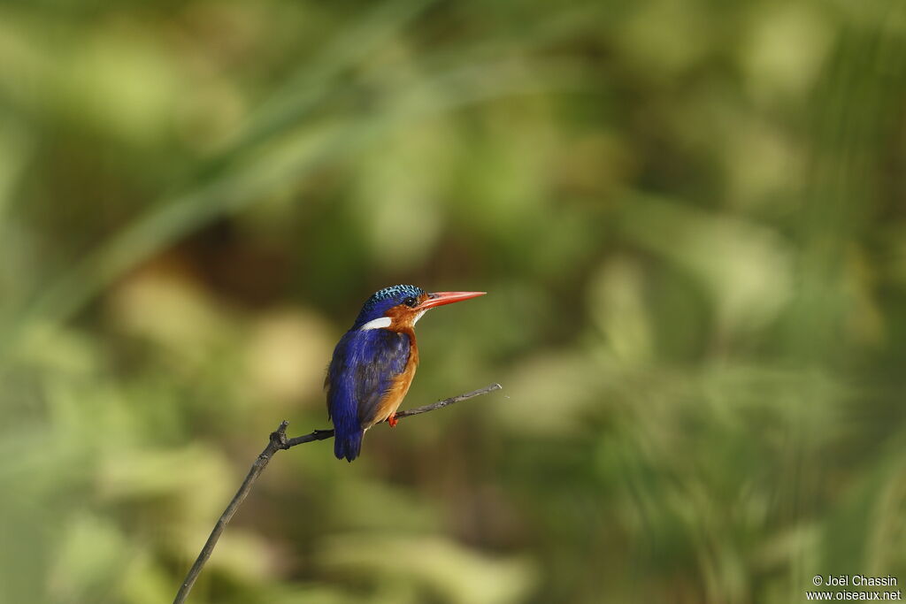 Martin-pêcheur huppé, identification