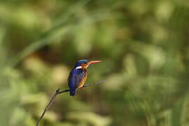 Malachite Kingfisher