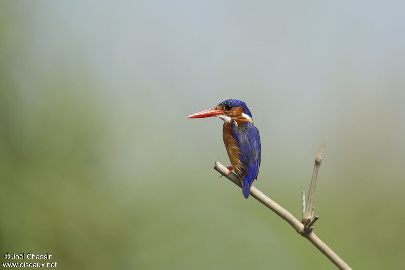 Malachite Kingfisher, identification
