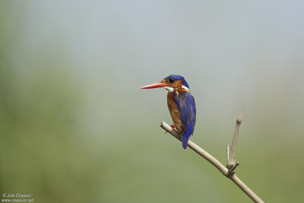 Martin-pêcheur huppé, identification