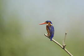 Malachite Kingfisher