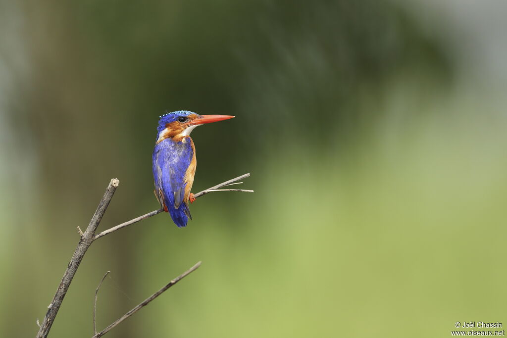 Martin-pêcheur huppé, identification