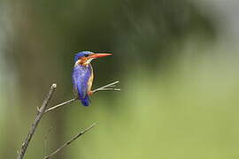 Malachite Kingfisher