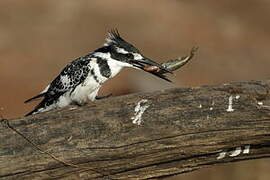 Pied Kingfisher