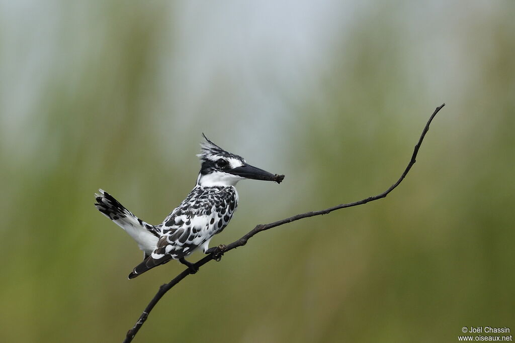 Pied Kingfisher, identification