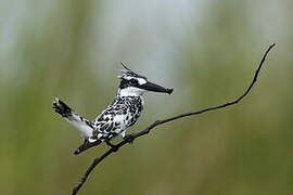 Pied Kingfisher