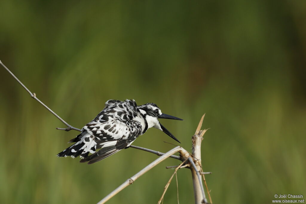 Pied Kingfisher, identification