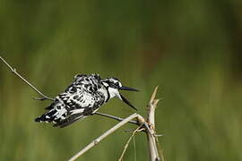 Pied Kingfisher