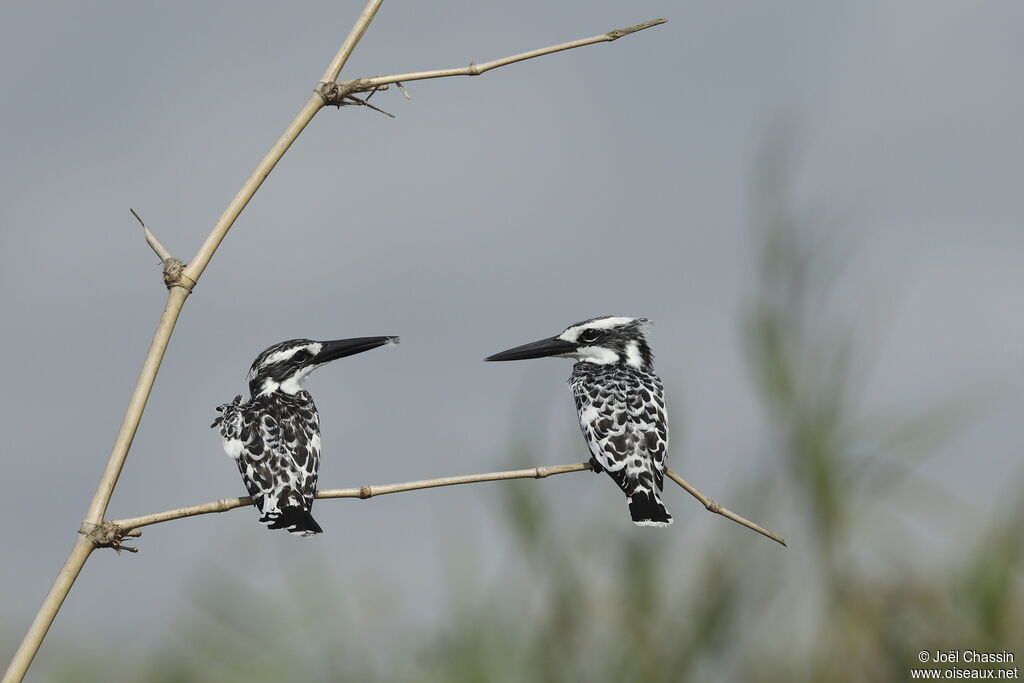 Pied Kingfisher, identification