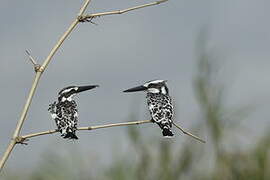 Pied Kingfisher