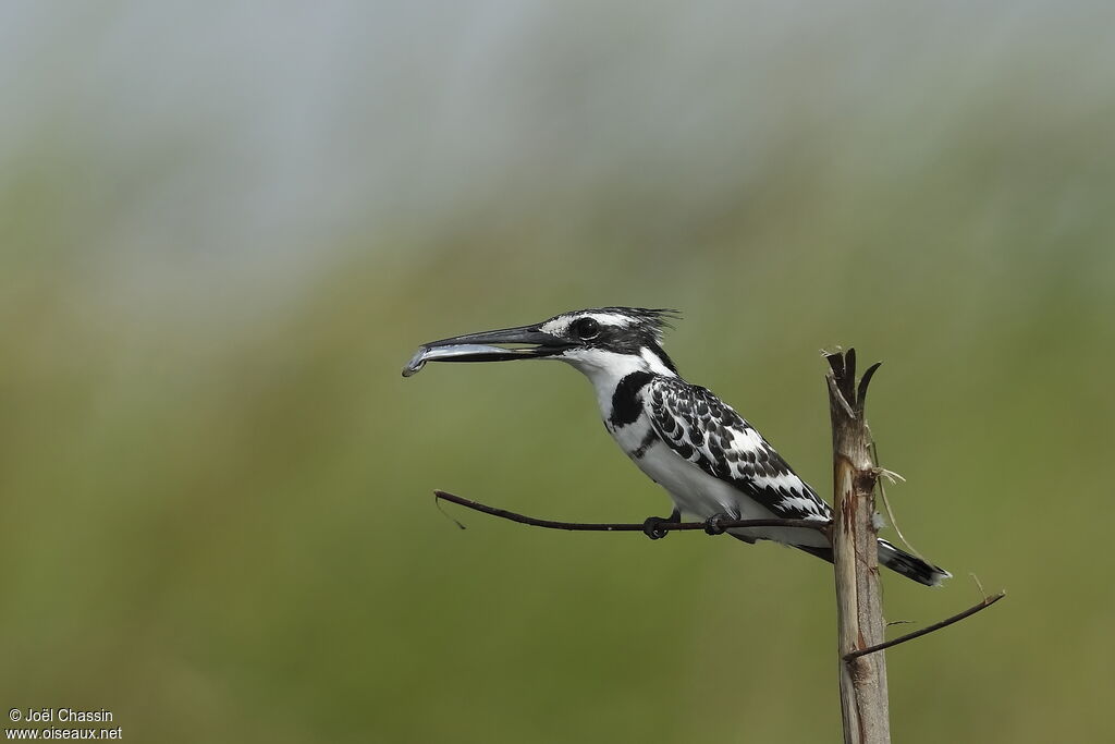 Pied Kingfisher, identification