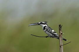 Pied Kingfisher