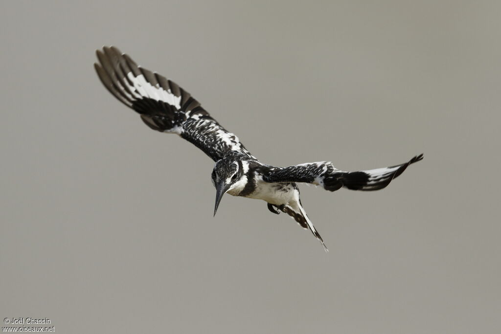 Pied Kingfisher, Flight