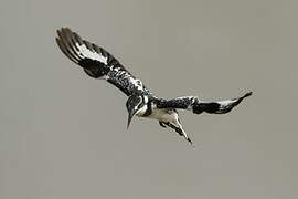 Pied Kingfisher