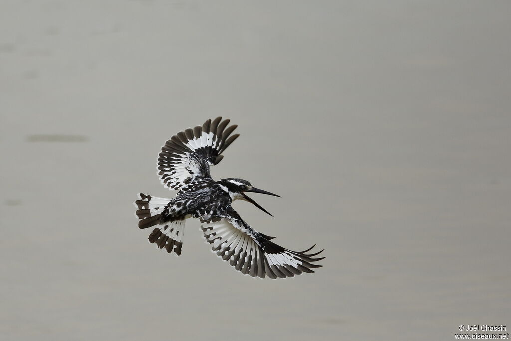 Pied Kingfisher, Flight