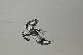 Pied Kingfisher