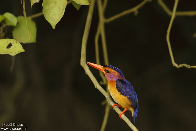 African Pygmy Kingfisher, identification