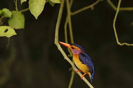 African Pygmy Kingfisher