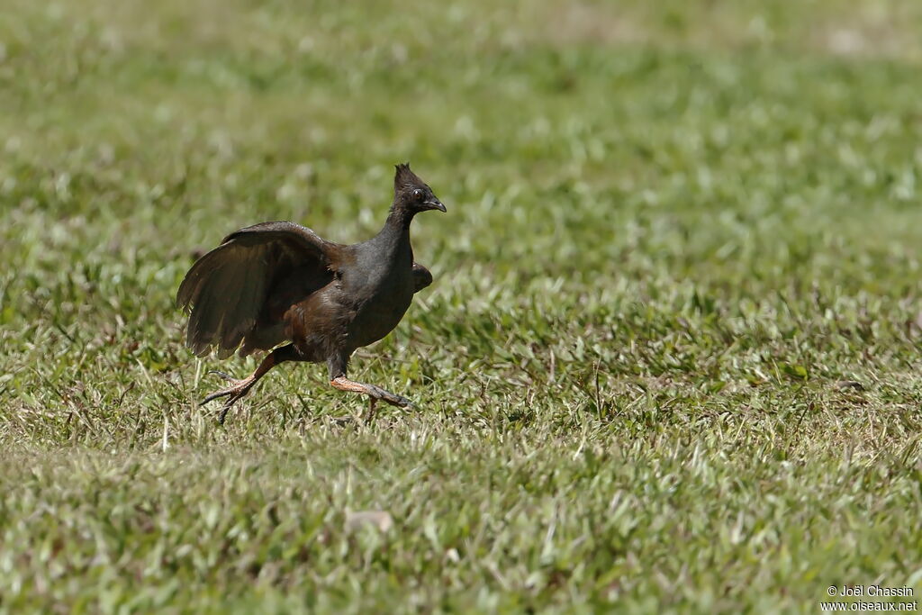 Orange-footed Scrubfowl, identification