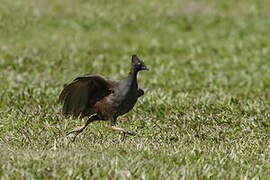 Orange-footed Scrubfowl