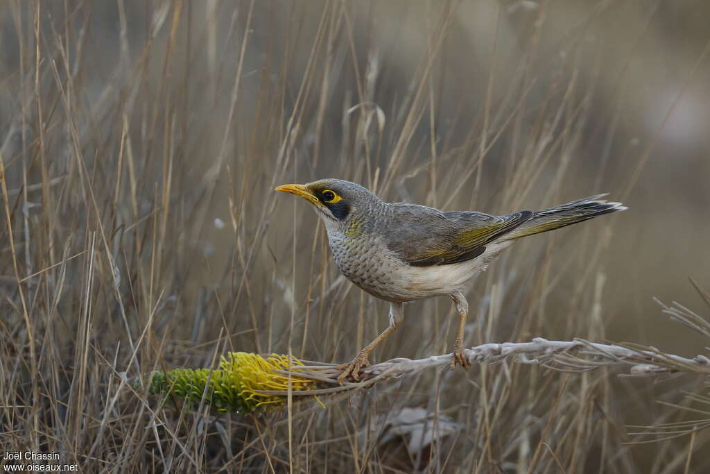 Yellow-throated Mineradult, identification