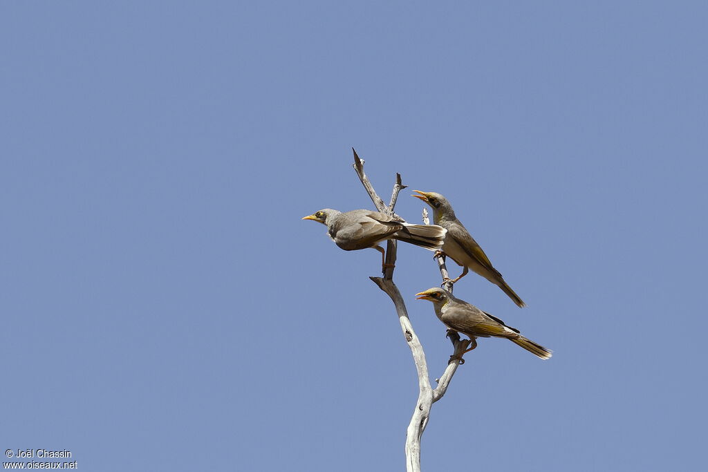 Yellow-throated Miner