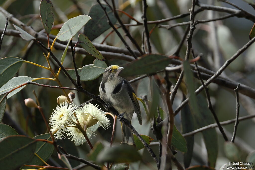 Crescent Honeyeater, identification