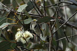 Crescent Honeyeater