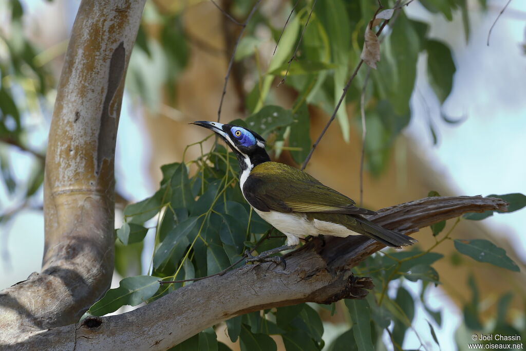 Blue-faced Honeyeater, identification