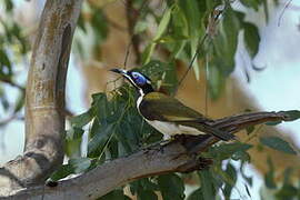 Blue-faced Honeyeater