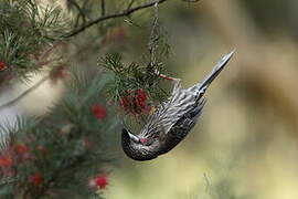 Red Wattlebird