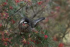 Red Wattlebird