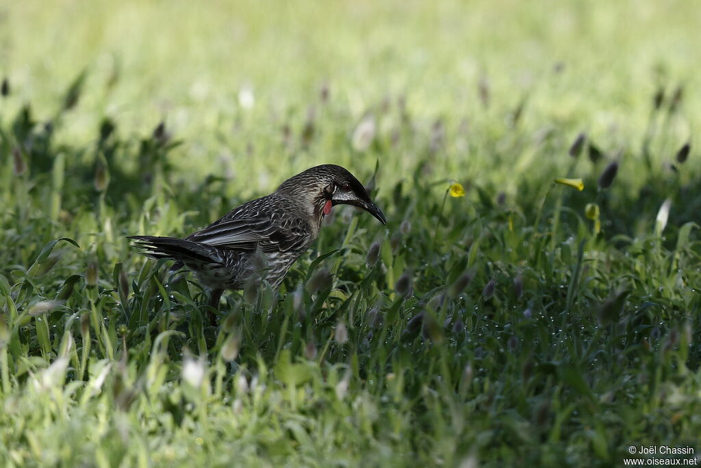 Red Wattlebird, identification