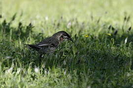 Red Wattlebird