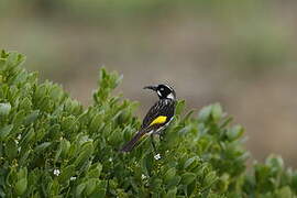 New Holland Honeyeater