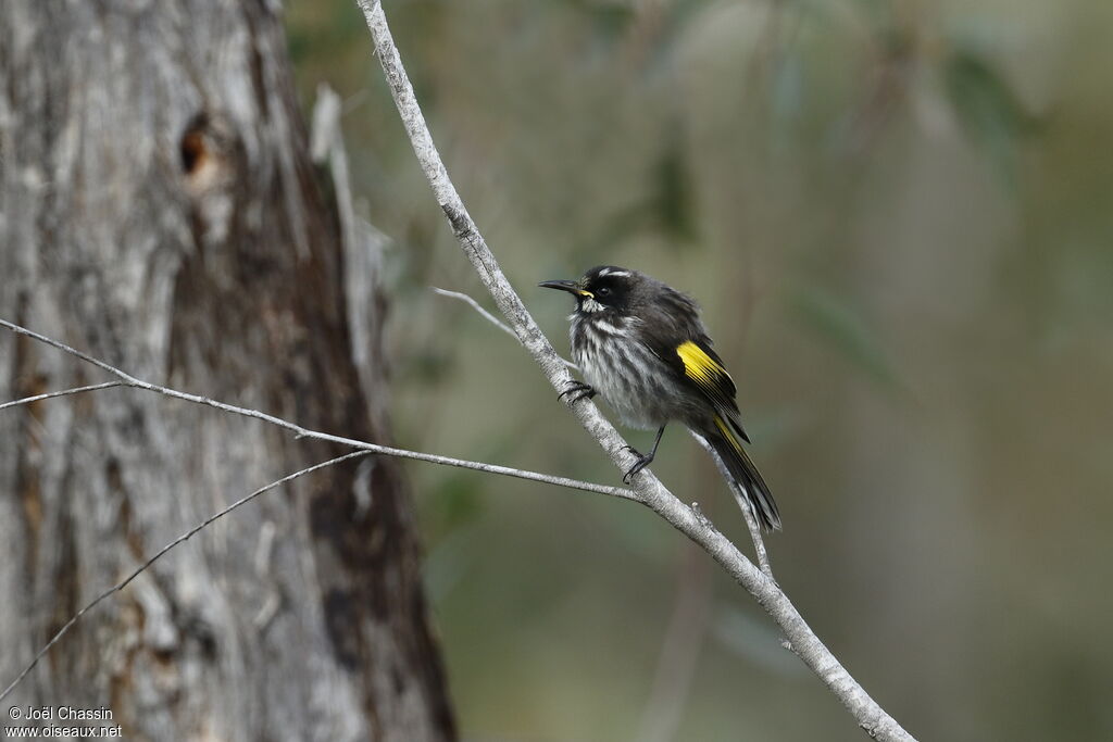 New Holland Honeyeater, identification