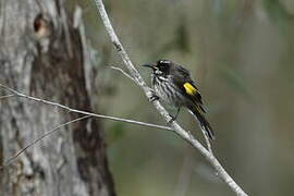 New Holland Honeyeater