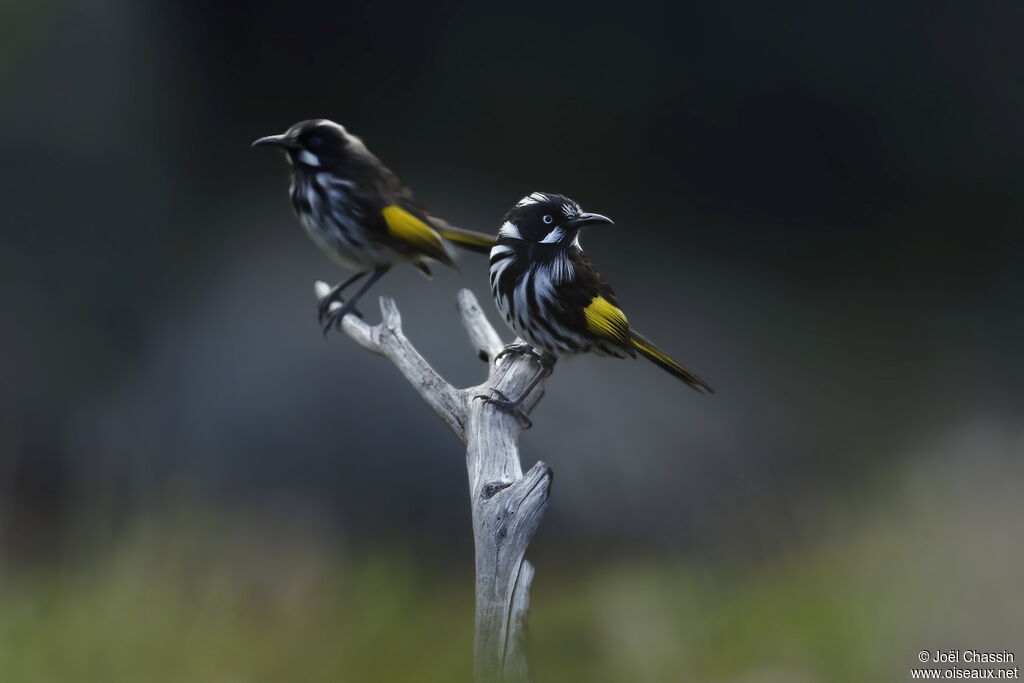 New Holland Honeyeater, identification