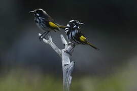 New Holland Honeyeater