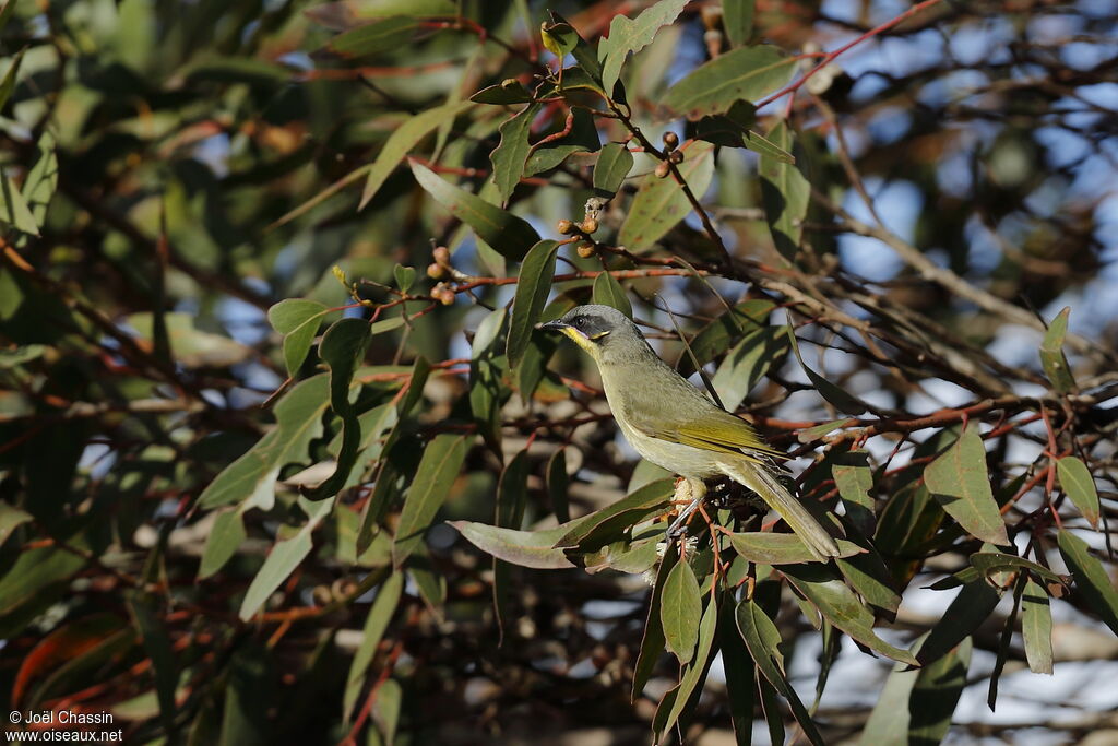 Purple-gaped Honeyeater, identification