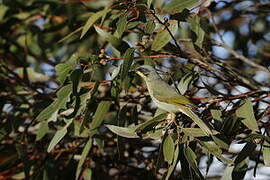 Purple-gaped Honeyeater