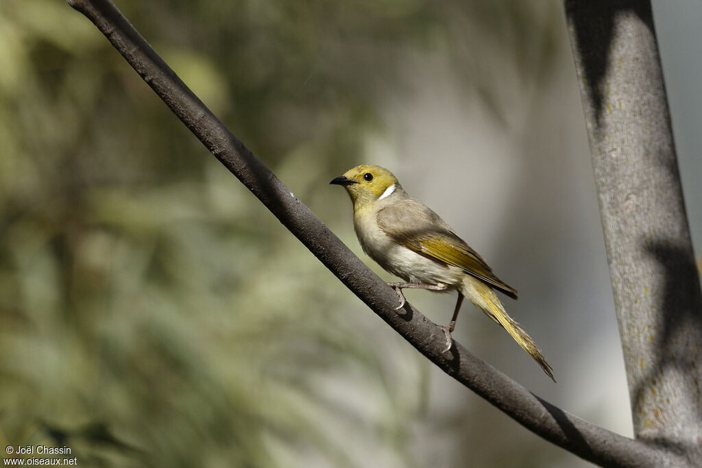 White-plumed Honeyeater