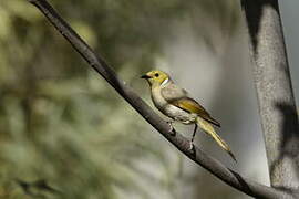 White-plumed Honeyeater